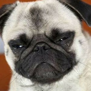 Meet your Posher, Noelle